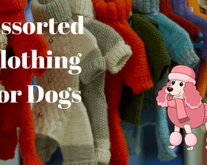 Assorted Clothing for Dogs - Dogtraining101 Retail Dog Super Store
