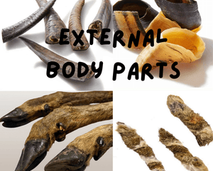 Beef Body Parts - Dogtraining101 Retail Dog Super Store