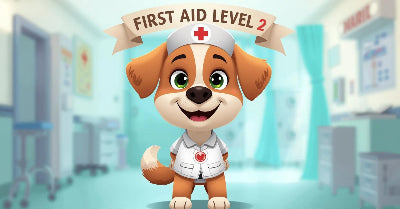 (4) First Aid Level 2