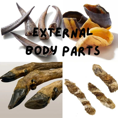 Kangaroo External Body Parts