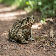 Cane Toads