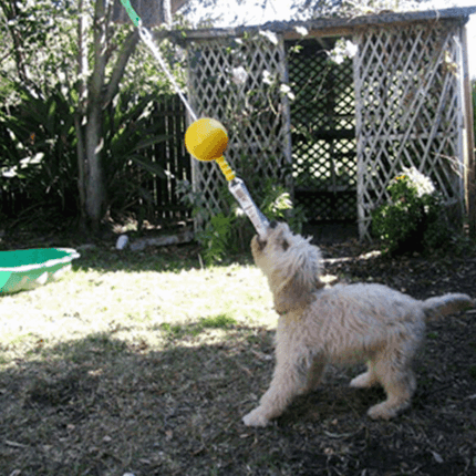 Aussie Dog AUSSIE DOG Home Alone