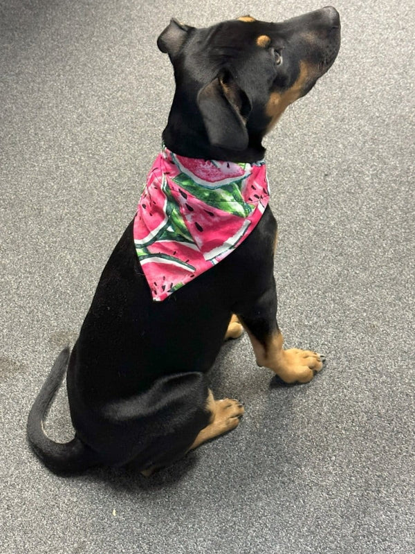 Dogtraining101 Cut Watermelon Bandanna