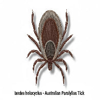Paralysis Tick