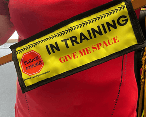 Dogtraining101 In Training - Leash Banner