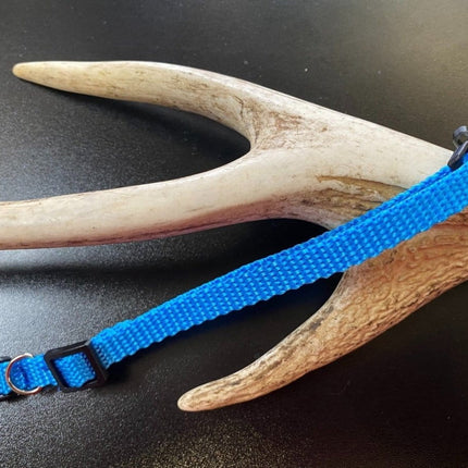 Dogtraining101 Plain Puppy Collar Light Blue