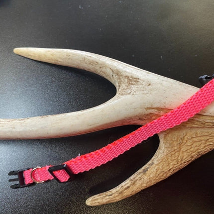 Dogtraining101 Plain Puppy Collar Pink