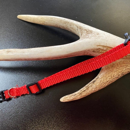 Dogtraining101 Plain Puppy Collar Red