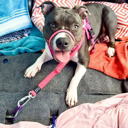 Dogtraining101 Self Locking Duel connector Seat Belt Restraint - Hot Pink
