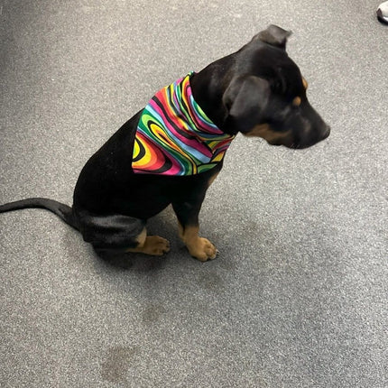 Dogtraining101 Trippy Bandanna